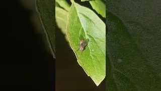 Big flies on leaf #dog#cat#ducklingspro#catfunny#shortfeed#insects#anmals#catvideos #butterfly