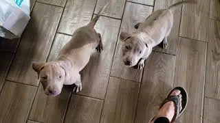 Pitbull blue fawn