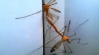 Bug sex