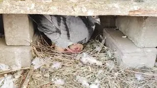 Good news Mashallah qasid pigeon ne ak e din me 2 baby pigeon nikala Mashallah 😊