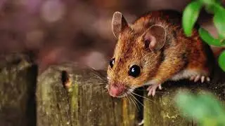What do Dream about Mouse & Mice Means? | Interpretation & Meaning [Is it bad?]