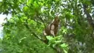 Bengal cat climbs a tree