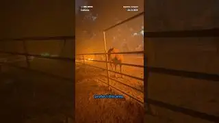 California firefighter hops fence to rescue trapped horse