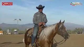 MARCO RICOTTA - atleta, reining