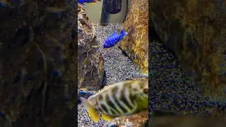 FRY GUY DODGIN EM' #fish #baby #fryguy #africancichlids @mattyfish33