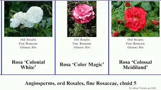 Angiosperms, ord Rosales, fine Rosaceae, chuid 5 comtesse charles des Crimson Climbing Austin Spry