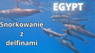Snorkeling with dolphins in Marsa Alam, Egypt at Shaab Samadai Dolphin House
