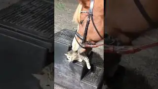 Cats and horses #funny #pets #happy #animals #cute #funnyanimals #cat #horse