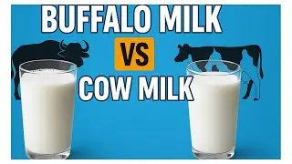 Buffalo Milk vs Cow Milk: Which Is Better for Your Health? Full Nutritional Comparison Explained!