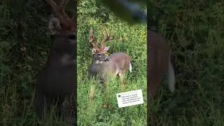 Would you shoot a 6 point? #hunting #deer #shorts #viral