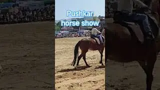 Pushkar horse show #horse #equestrian #horserider #puskar #puskarmela #show #farrierlife #ajmer#reel