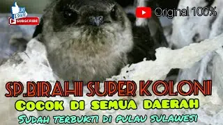 SP.BIRAHI SUPER KOLONI..cocok di semua daerah.terbukti di pulau sulawesi...di jamin hanya 5 bulan...