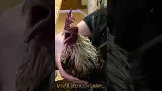 You're Lucky I'm Restraining This Monster! 🐓🐓 - Bantam Rooster Crowing