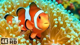 Beautiful Ocean Dreams 4K 🐠 Tropical Fish & Jellyfish &ndash; Peaceful Music for Sleep