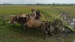 Traditional Bullock Cart Carrying Jute in Muddy Fields | Village Life of Bangladesh
