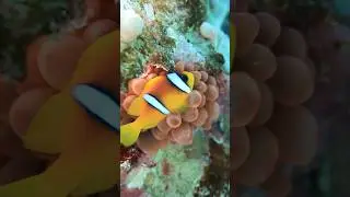 Scuba Diving in Red Sea | Cinderella Eldawley PADI Diving Center in Sharm el Sheikh #redsea #padi