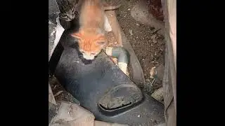 Mom cat cleaning kittens 