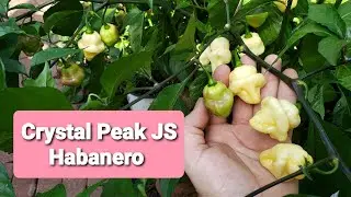Pepper Origins 🌶 Crystal Peak JS Habanero! Мой новый, ещё не выпущенный, сливочный жгучий перец! ...