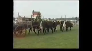 6 Oxen Pulling Cart