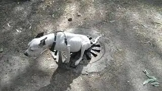 DOG poop aces caca popopipi big problem.rapit fix