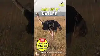 Wake up to Nature!  #investinyourdreams #amararealty  #investinyourdreams #nanyuki #uktour