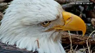 Glen Hazel (Hays) Bald Eagle Nest - Mom Extreme Close-up 1-18-2026 17:10