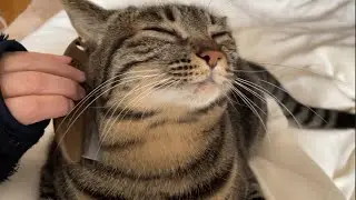 毛玉ボール職人