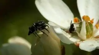 Salticid spider trying to catch an empidid fly