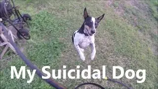 My Suicidal Dog