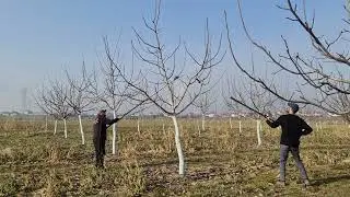 Krasitja e arrave viti 5&6 bernice e poshtme, Prishtinë(2)