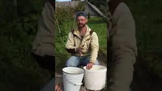 Морковь храню в ЗЕМЛЕ! Долежит до следующего урожая