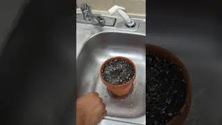 starting an avocado seed in soil