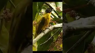 Flame-Throated Bulbul | Birding in Munnar & the Western Ghats Biodiversity Hotspot