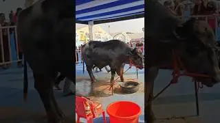 Fish 🐟 | Animals 🐄 | Farming Future 🌱Bhubaneswar Fishery & Animal Husbandry Mela! | Anil Vlogs