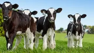 CALF MANAGEMENT/ YOUNG STOCK MANAGEMENT/ CALF REARING(بچھڑوں کی نشونما )