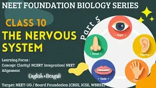 Nervous System Part 5 | Class 10 NEET Foundation | English + Bengali | Types of Receptors Explained