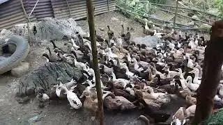 Itik Pateros- 5 months old- Philippine Mallard Duck - 224 heads