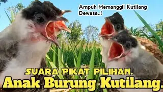 PILIHAN,‼️ SUARA PIKAT ANAK BURUNG KUTILANG. SANGAT AMPUH...