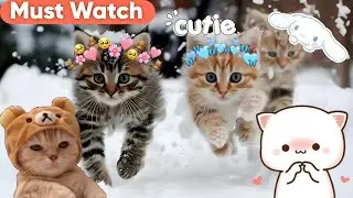 Spielende Katzen #Katze