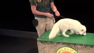 Wildlife Learning Center Preshow