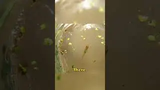 Fish 🐟 in My Closed Ecosphere? #aquaticlife #ecosphere