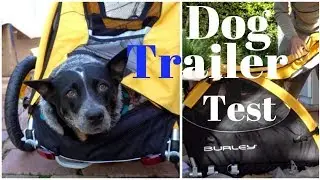 DOG REACTS ✫BURLEY Bicycle Trailer Test