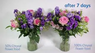 The effect of underdosing Chrysal flower food on a mixed bouquet