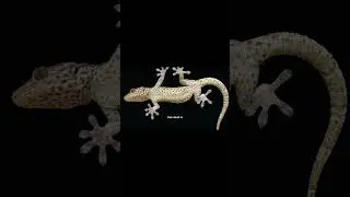 How Do Geckos Climb Walls?#GeckoFeet #Biomimicry #VanDerWaals #Adhesion #GeckoTape #ClimbingRobots