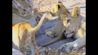 Thomson Safaris Guest Video -- Animals in the Wild, Tanzania
