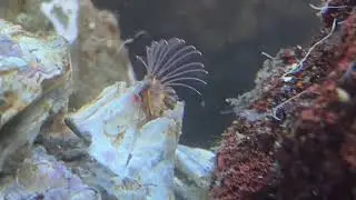 Barnacle feeding