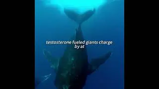 AmazingMothersOfTheAnimalKingdomLoveAndSacrifice#wildlife#animals#wildanimals#documentary#bbc