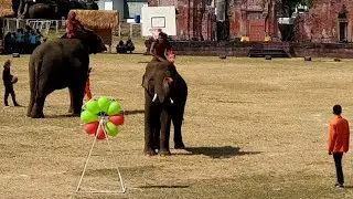 Elephant playing darts (balloon pop game) - Surin Elephant Festival - Thailand [4K]