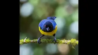 Tanagers & Friends of the Ecuadorian Highlands (4K UHD)