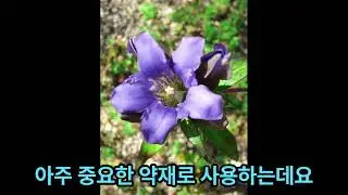 용담(龍膽, Gentiana scabra var. buergeri)